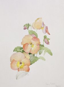Pansy Hybrids Bambini